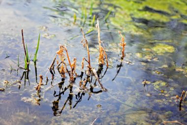 Doğadaki kuru yabani bitkiler