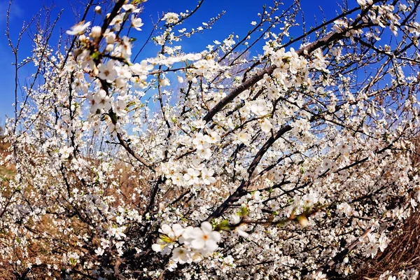 Árbol Con Flores Blancas Primavera Nota Poca Profundidad Campo — Foto de Stock