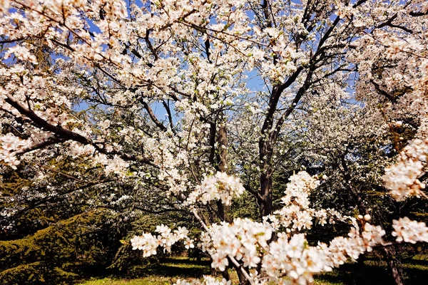 Árvore Com Flores Brancas Primavera Note Departamento Raso Campo — Fotografia de Stock