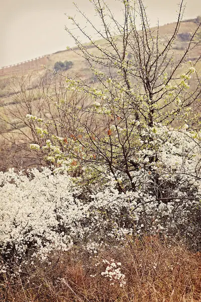 Дикие Цветочные Кусты Белыми Цветами Поле Обратите Внимание Мелкую Глубину — стоковое фото