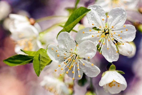 Arbre Avec Des Fleurs Blanches Printemps Note Faible Profondeur Champ — Photo