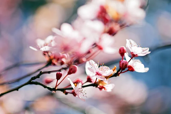 Bloomed Takken Een Kers Boom — Stockfoto