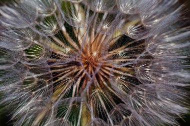 Mavi arkaplanlı beyaz karahindiba, yüzeysel alan derinliğine dikkat edin.