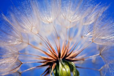 Mavi arkaplanlı beyaz karahindiba, yüzeysel alan derinliğine dikkat edin.