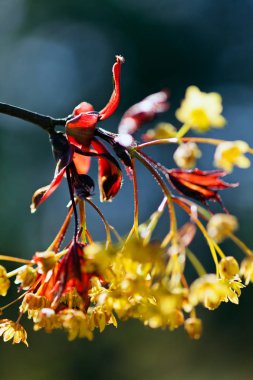 Süsleme sarı çiçek mavi-yeşil arka planda kırmızı yapraklar, dikkat edin sığ alan derinliği