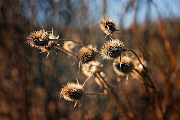 Essiccare Piante Selvatiche Natura — Foto Stock