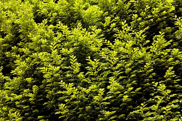 Arbustos Verdes Natureza — Fotografia de Stock