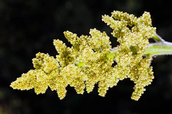 畑の植物は — ストック写真