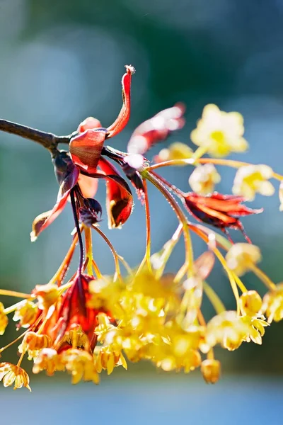 Süsleme sarı çiçek mavi-yeşil arka planda kırmızı yapraklar, dikkat edin sığ alan derinliği