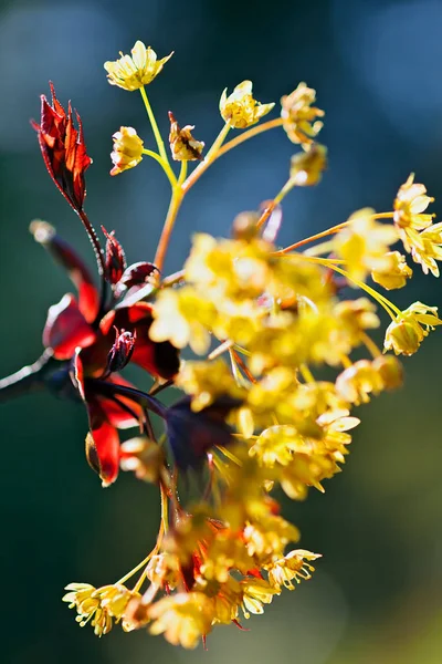 Dekoráció Sárga Virág Piros Levelek Kék Zöld Háttér Vegye Figyelembe — Stock Fotó
