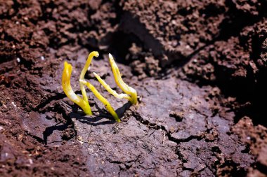 Yeryüzündeki bitkilerin genç yavruları, yüzeysel alan derinliğine dikkat edin.