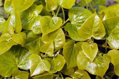 Doğada, Not alan sığ derinliği yeşil yaprakları odaklanmak