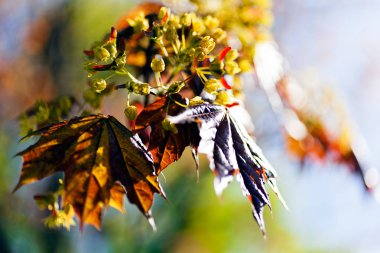 Açık arkaplanda kırmızı yapraklı süsleme sarı çiçek, alanın sığ derinliğine dikkat edin