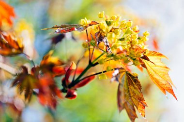 Açık arkaplanda kırmızı yapraklı süsleme sarı çiçek, alanın sığ derinliğine dikkat edin