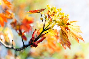 Açık arkaplanda kırmızı yapraklı süsleme sarı çiçek, alanın sığ derinliğine dikkat edin
