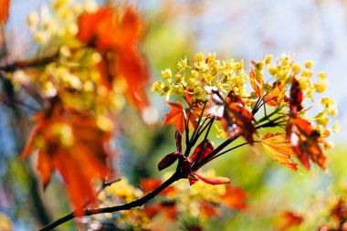 Not alan sığ derinliği, koyu arka plan dekorasyon sarı çiçek kırmızı yaprakları