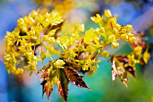 Dekoráció Sárga Virág Piros Levelek Kék Háttér Vegye Figyelembe Sekély — Stock Fotó