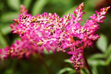 Pembe renkli yabani bitki, sığ alan derinliğine dikkat edin.