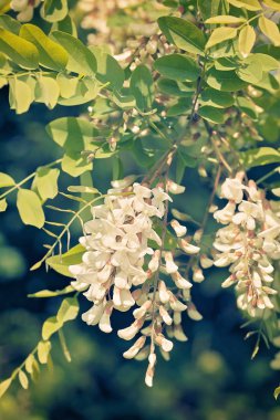 Beyaz Akasya doğada çiçek açıyor. Sığ alan derinliğine dikkat edin.