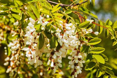 Beyaz Akasya doğada çiçek açıyor. Sığ alan derinliğine dikkat edin.