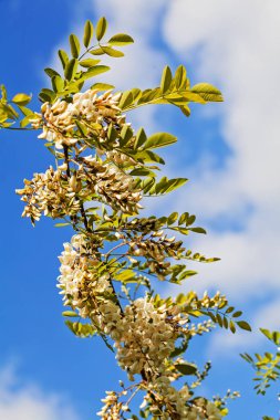 Arkaplanda gökyüzü olan akasya dalları, yüzeysel alan derinliğine dikkat edin.
