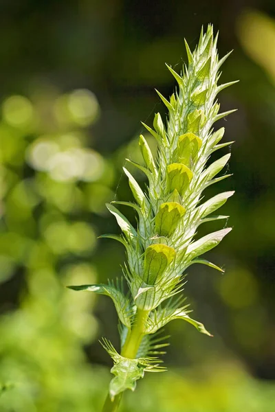 Especies Snapdragon Antes Florecer Naturaleza Nota Poca Profundidad Campo —  Fotos de Stock