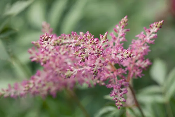 Planta Silvestre Florecido Color Rosa Nota Poca Profundidad Campo — Foto de Stock