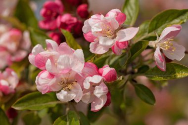 Doğada çiçek açan elma ağacı, alanın sığ derinliğine dikkat et.
