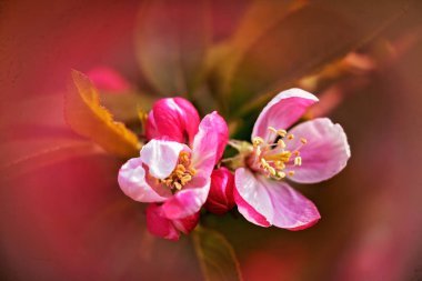 Arkaplanı bulanık elma çiçeğine odaklan, alanın sığ derinliğine dikkat et
