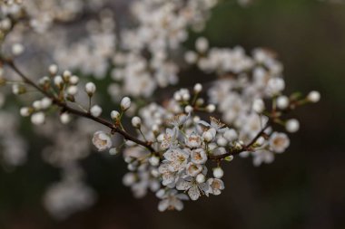 İlkbaharda beyaz çiçekli ağaç gri arka planda, sığ alan kaydına dikkat edin