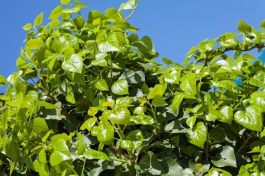 Not alan sığ derinliği arka planda gökyüzü ile Treetop