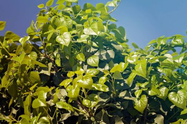 Not alan sığ derinliği arka planda gökyüzü ile Treetop