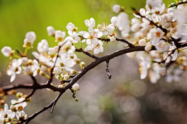 Arbre Avec Des Fleurs Blanches Printemps Sur Fond Gris Flou — Photo