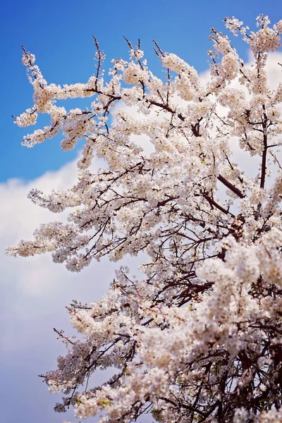 青い背景に春に小さな白い花が咲く木畑の浅い深さに注意してください — ストック写真