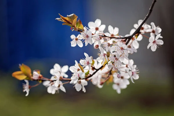 Branche Avec Des Fleurs Blanches Sur Fond Sombre Note Peu — Photo