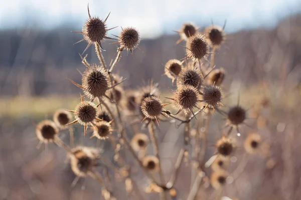 Brown Prickly Plants Focus Note Shallow Depth Field — 스톡 사진