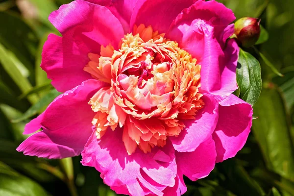 Beautiful Peony Flower Nature Note Shallow Depth Field — Stock Photo, Image