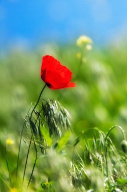 Bulanık arkaplanda çimlerde haşhaş, alanın sığ derinliğine dikkat et