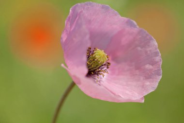 Yeşil arka planda güzel pembe çiçek, derin tarlanın derinliğine dikkat edin.