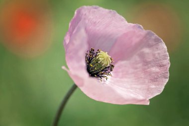 Yeşil arka planda güzel pembe çiçek, derin tarlanın derinliğine dikkat edin.