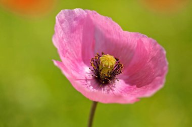 Yeşil arka planda güzel pembe çiçek, derin tarlanın derinliğine dikkat edin.