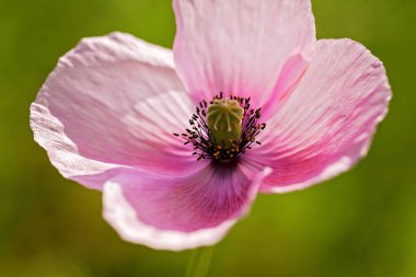 Yeşil arka planda güzel pembe çiçek, derin tarlanın derinliğine dikkat edin.