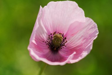 Yeşil arka planda güzel pembe çiçek, derin tarlanın derinliğine dikkat edin.