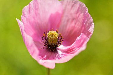 Yeşil arka planda güzel pembe çiçek, derin tarlanın derinliğine dikkat edin.