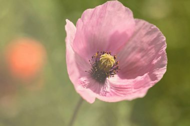 Yeşil arka planda güzel pembe çiçek, derin tarlanın derinliğine dikkat edin.