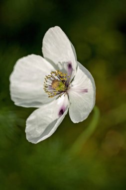 Beyaz gelincik bulanık arkaplanda çimlerin üzerinde, alanın sığ derinliğine dikkat edin