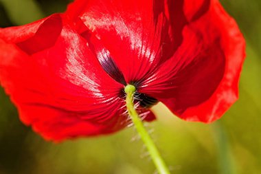 Yeşil arka planda çimlerde kırmızı haşhaş, alanın sığ derinliğine dikkat edin.