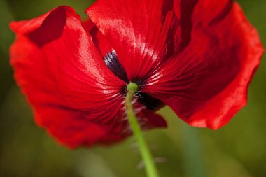 Yeşil arka planda çimlerde kırmızı haşhaş, alanın sığ derinliğine dikkat edin.