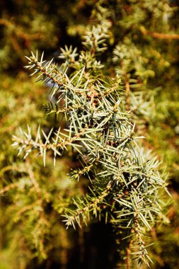 Yeşil kozalaklı dalları doğa, Not alan sığ derinliği