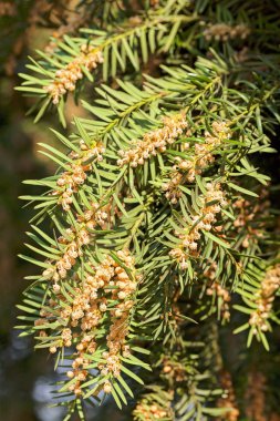 Yeşil kozalaklı dalları doğa, Not alan sığ derinliği